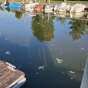 immagine anteprima per la notizia: fioritura algale nel porto di marano lagunare: gli esiti dei c...