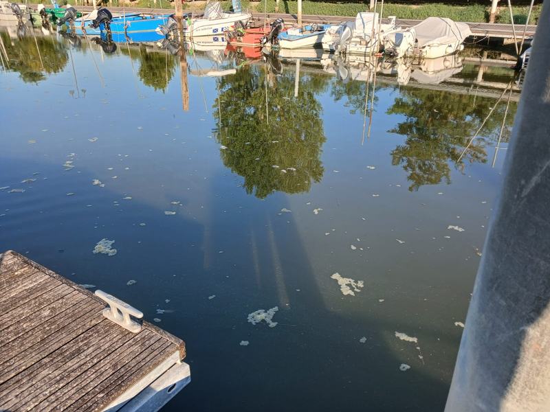 immagine anteprima per la notizia: fioritura algale nel porto di marano lagunare: gli esiti dei c...
