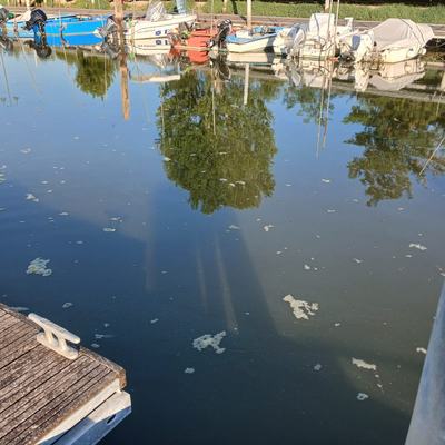 immagine contenuta nella pagina: fioritura algale nel porto di marano lagunare: gli esiti dei con...