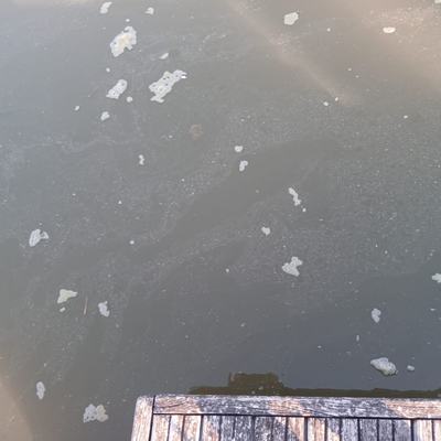 immagine contenuta nella pagina: fioritura algale nel porto di marano lagunare: gli esiti dei con...