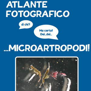 immagine anteprima per la notizia: arpa fvg presenta l’“atlante fotografico dei microartropodi” d...