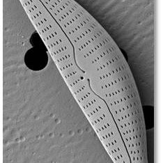 immagine anteprima per la notizia: elementi di qualità: corpi idrici fluviali