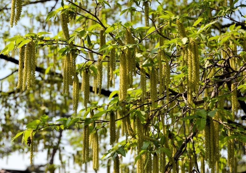 immagine anteprima per la notizia: arpa fvg presenta il report pollini 2025: per la prima volta i...