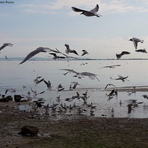 immagine anteprima per la notizia: qualità delle acque di balneazione del friuli venezia giulia