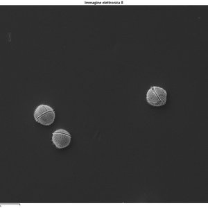 immagine anteprima per la notizia: arpa fvg avvia l’utilizzo del microscopio elettronico a scansi...