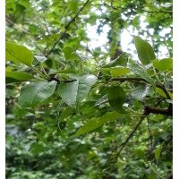 immagine anteprima per la notizia: maclura pomifera in fiore a trieste: una testimonianza vegetal...