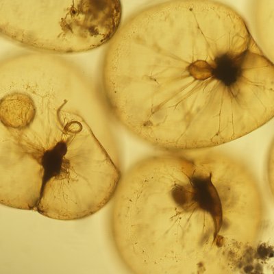 noctiluca scintillans aprile 2021. (foto arpa fvg ...