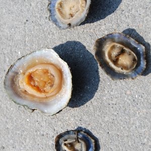 immagine anteprima per la notizia: ostreopsis ovata: effetti sulla salute e sull’ambiente