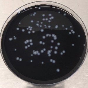 immagine anteprima per la notizia: arpa fvg laboratorio di riferimento regionale per la diagnosi ...