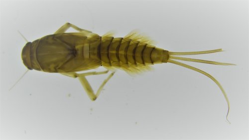 Baetis rhodani
