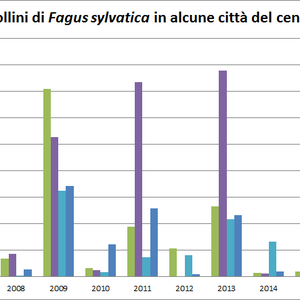 immagine anteprima per la notizia: abbondanza di pollini di faggio: implicazioni ambientali e san...