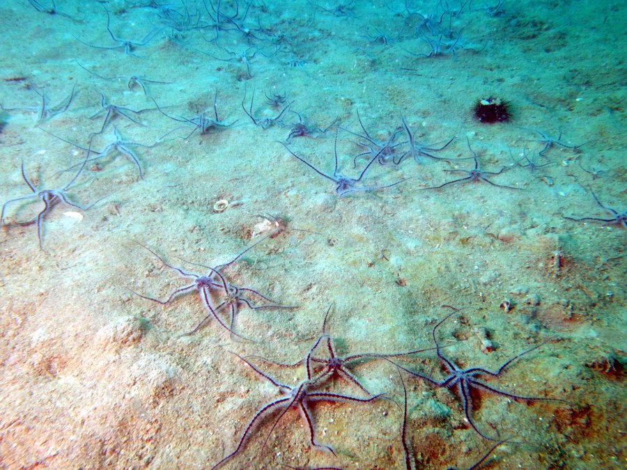 Stelle serpentine su sedimento sabbioso-fangoso (foto arpa FVG)