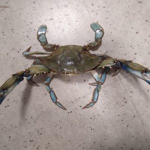 immagine anteprima per la notizia: il gruppo di lavoro regionale per il monitoraggio delle specie...