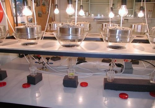 Fig. 4 - Selettore di Berlese Tulgren per l'estrazione dei microartropodi dal suolo