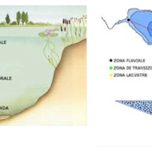 immagine anteprima per la notizia: elementi di qualità: corpi idrici lacustri